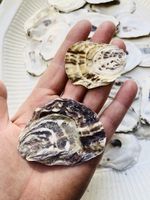 20 x Oyster Shells Lids, Tops - Cornish Stripe Special. Small Medium 5-7cm