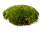 Live Bun Cushion Moss for Terrariums Mossariums Vivariums Various Sizes