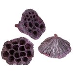 Lotus Capsules Dried Flowers Decorative Pink White 50 Count, Floristry