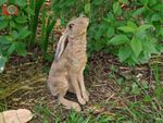 A MOON GAZING HARE, Vivid Arts, For Home or Garden. Lovely Figure. Weatherproof 