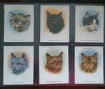 Players  Cats (L) 1936 original set cigarette cards 