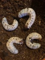 flake soil - stag, rhino, flower beetle substrate 1 Litre