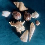 Vintage Sea Shell Collection Seashells 70s beach tiger leopard cone various 