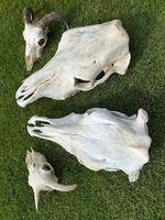 Collectible Animal Skulls (2 Cows, 2 Sheep)Cleaned Genuine Real Thing Good Clean