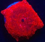 Red Disco Discosoma Soft Coral Mushroom Frag Reef (Single leaf)not LPS SPS Torch