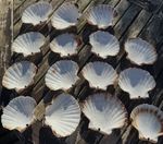 15x Large Scallop Shells