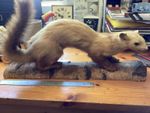 Antique Old Wild Life Display,mounted On Log,super.
