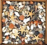 Tiny Mixed Small Craft Seashells Shells + 5 MICRO STARFISH Resin Shell Craft Art