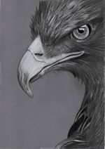 Original B&W pencil Artwork  Picture amazing close up Golden Eagle bird of prey