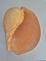 Large Melo Shell