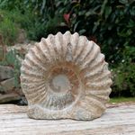 Large Fossil Ammonite Mantelliceras  Cretaceous Morocco 130mm Freestanding 