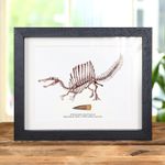 Spinosaurus Dinosaur Illustration & Tooth Fossil (Spinosaurus aegyptiacus) #2