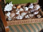 wicker box (15 in. x 9) mixed old shells coral seashore nautical collection LOT