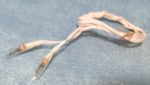 Dolls House Clear Grain of Rice Bulb w Wire x 2 12V Lighting for Miniature 1:12