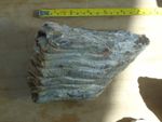 Mammoth Tooth Fossil,