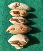 5 Pcs Natural Fossil Crab in Matrix - Genuine Prehistoric Crab Fossil Specimens