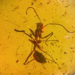ANT in Burmese / Burmite amber fossil / 100% genuine