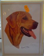 Lovely Rhodesian Ridgeback Blank Greeting Card