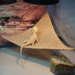 Reptile Hammock Terrarium Decoration For Lizard Small Hermit Crabs Geckos Bed