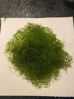 Chaetomorpha Refugium Macroalgae - Fast growing -  Chaeto