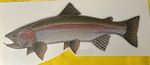 RAINBOW TROUT STICKER  DECAL TACKLE BOX LAPTOP FLY FISHING 14 X 5cm