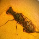 DETAILED WASP in Burmese / Burmite amber fossil / 100% genuine amber