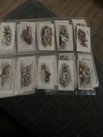 W.D. & H.O. Wills LTD 1926 Dogs New Zealand Edition  AD 200 Complete Set 50