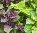 Perilla Shiso Green & Red - 500x Seeds - Herb