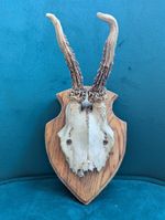 Vintage Roe Deer Antlers on Wooden Plaque  European Taxidermy Gallery Wall Decor