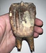HUGE Ice Age Fossil COELODONTA Upper Molar Tooth 3.68 Inches!