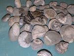 Mixed Fossil Lot - North Yorkshire Coast UK Ammonites & Belemnites - Beach Finds