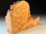 Burr Elm Live Edge Woodturning walking stick crook Blanks 10x7x2 inch .9 KG