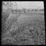 MAGIC LANTERN SLIDE EGYPT NO.1 C1910 PYRAMIDS EGYPTIAN LIFE