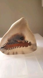 Large Natural Sea Shell Queen Helemet Large Snail Specimin Textured Heavy Solid