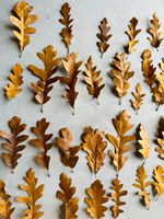 DRIED OAK LEAVES | Bioactive | Leaf Litter | Ideal For Terrariums Vivariums Tank