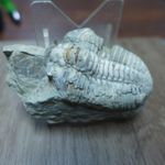 GEOLOGICAL ENTERPRISES  Silurian fossil trilobite Tapinocalymene nodulosa Eng.