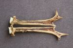 PAIR OF ROE DEER ANTLERS (SET, HORNS, CABIN, KNIFE, CARVING, HUNTING, TAXIDERMY)