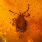 TICK in Burmese / Burmite amber fossil / 100% genuine 