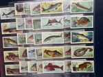 cigarette cards fishes of the world full set 1903
