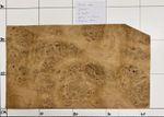 Burr Oak Real Wood Veneer 4 Sheets 400mm x 230mm ZOK21 Marquetry Crafts