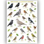 British Garden Birds Poster A3 – UK Bird Identification Chart Ornithology Poster