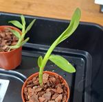 rare dendrobium mobile light pink form keiki potted in fine bark