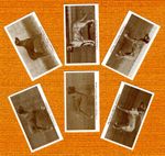 RHODESIAN RIDGEBACK SET SIX NAMED DOG COLLECTABLE TRADE CARDS GREAT GIFT T1