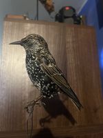 Taxidermy Unmounted European Starling (Sturnus vulgaris)