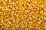 Organic Popping Corn (Popcorn Kernels) - Popcorn Kernels Seeds