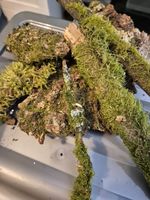 Natural Moss Bundle | Moss Covered Bark & Sticks | Bioactive Vivarium Enrichment