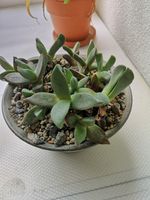 Pleiospilos Mix - bolusii, compactus & simulans - Old, Established Plants