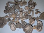 Huge Jurassic Fossil Collection - Ammonites, Belemnites, Gryphaea - UK Mix