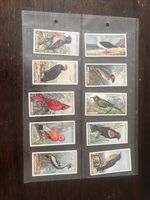 Foreign Birds From Ogdens Complete Set of 50 Cigarette Cards In Plastic Sleeves