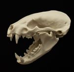 Badger Skull Replica Life Size Animal Skull Taxidermy Bone Display Model